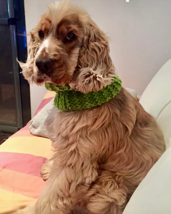 Foto real do Pipo com cachecol verde de tricô